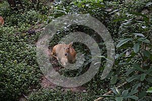 close-up of antelope in nature