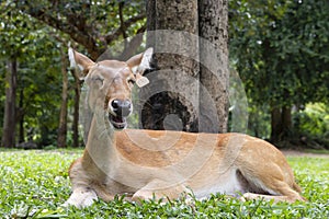 close-up of antelope in nature