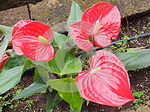 Close-up of anthurium scherzerianum bushes with red flowers.