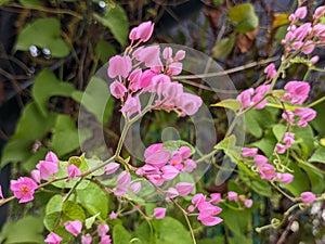 A close up Antigonon leptopus flower. Pink and fresh