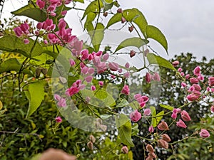 A close up Antigonon leptopus flower. Pink and fresh