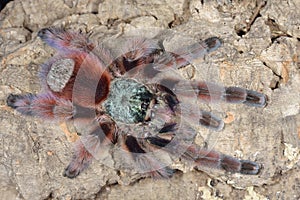 Close-up of an Antilles Pinktoe Tarantula