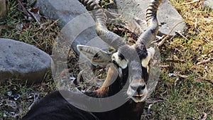 Close up of Antilope cervicapra in the zoo.