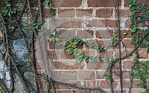 Close-up of antique brick block wall textured pattern with creeper plant for backgrounds