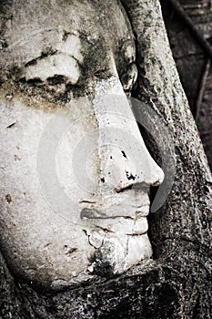 Close-up antique Buddha portrait in a tree at Wat Mahathat