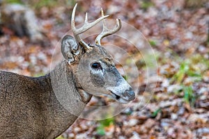 Close up of an antlered White-tailed buck Odocoileus virginianus during autumn. Selective focus, background blur and foreground