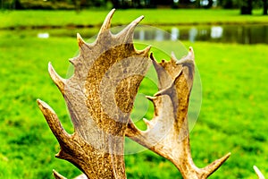 Close Up of the Antlers of a Fallow Deer