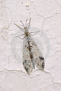 Antlion fly