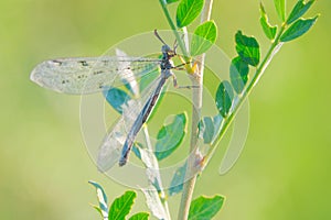 Antlionfly