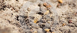 Close-up of ants exploring a sand spot in the woods