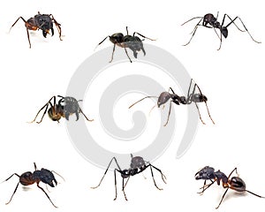 Close up of ants isolated on white.