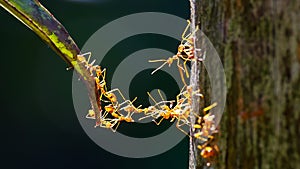 Close up of ants making bridge with their bodies photo