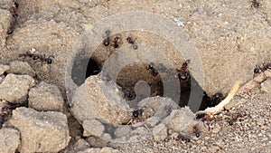 Close-up of ants moving around the anthill or ant house and fetching food