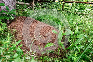 Close up Of Ants Nest. Huge anthill with colony of ants in summer forest
