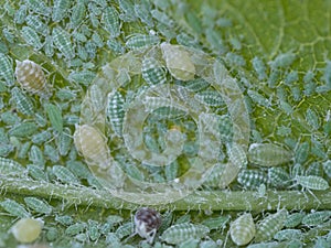 Close-up of Aphid colony - Hemiptera: Aphididae - on plum leaf. Macro photo