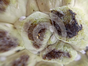 close up Aphids on custard apple