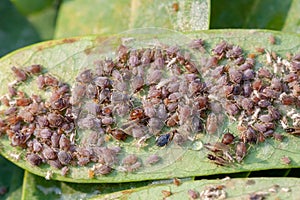 Close up aphids damage leaves parasite pest. Aphidoidea colony damages trees in the garden by eating leaves