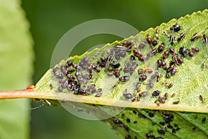 Close-up of aphids on a green leaf
