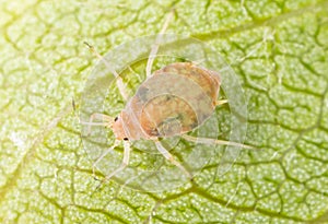 Close-up of aphids on a green leaf.
