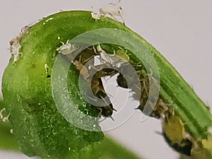 Close-Up of Aphids Infesting a Green Plant Stalk in Natural Light