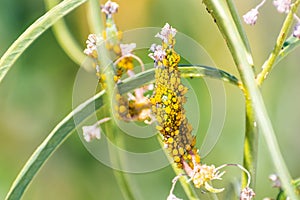 Close up of Aphids plant lice, greenfly, blackfly or whitefly feeding from a narrow leaf milkweed plant; Santa Clara, California