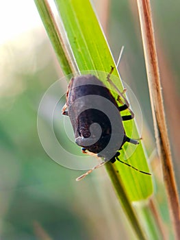 close-up of aphids sitting on a little leaf