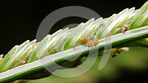 Close-up aphids small insect
