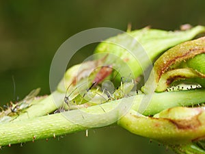 Close up of aphids