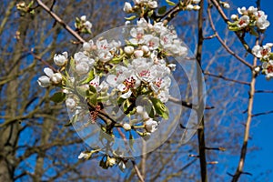 Close up of apple blossom