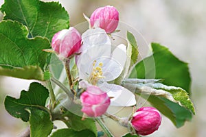 Close  up of Apple blossom, spring flowers