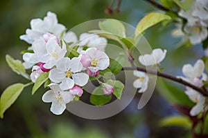 Close Up Of Apple Blossoms In Spring