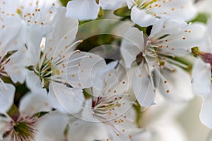 Close up of a apple fruit blossom in spring