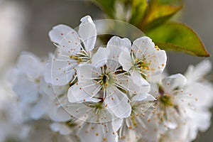 Close up of a apple fruit blossom in spring
