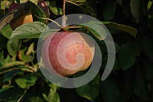 A close up of apple of the `President` variety (columnar apple) in the orchard on a sunny day, natural dark background