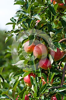 Close up of an apple tree