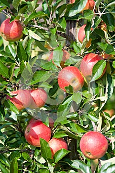 Close up of an apple tree