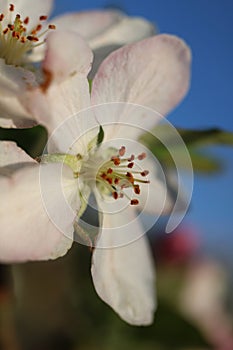 Close up of a apple tree blossom