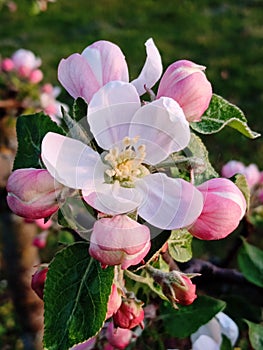Close up of an apple tree blossom and buds