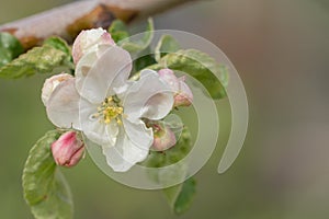 Close up of apple tree blossoms.
