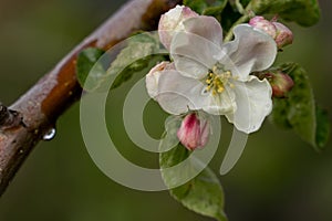 Close up of apple tree blossoms.