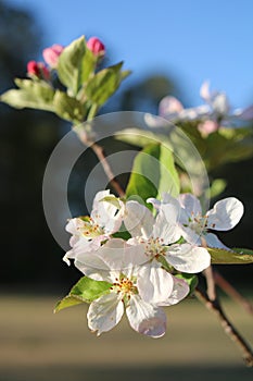 Close up of apple tree blossoms in the spring