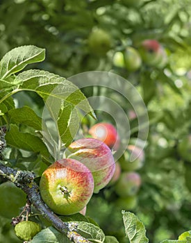 Close up of an apple on a tree with a blurred background for cop