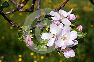 Close up of Apple tree branch with beautiful flowers in light pink.