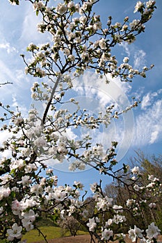 Close up of Apple tree branch with beautiful flowers in light pink.