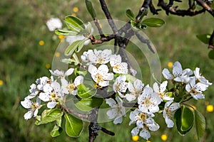 Close up of apple tree branch with beautiful white flowers.