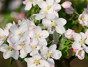 Close-up apple tree branch with blooming white and pink flower petals in a spring garden