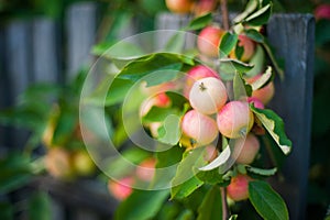 Close up apple tree branch with red tasty apples ready to be harvested. Heavy branch on a fence