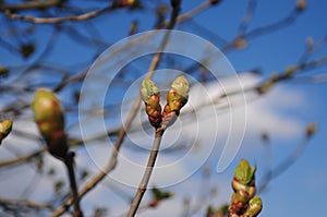 Close Up Of An Apple Tree Bud In The Aboretum Park In Schwalbach Am Taunus Germany Hesse On A Beautiful Spring Day photo