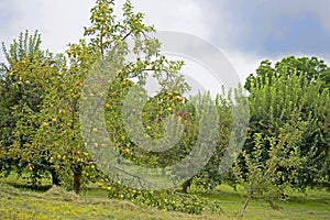 Close up apple tree covered with ripe apples.