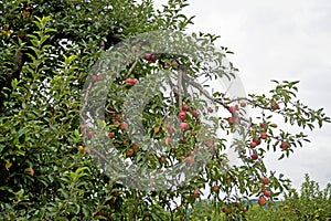 Close up apple tree covered with ripe apples.